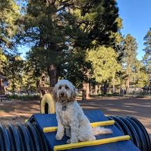 Barkmaster Dog Park photo 2